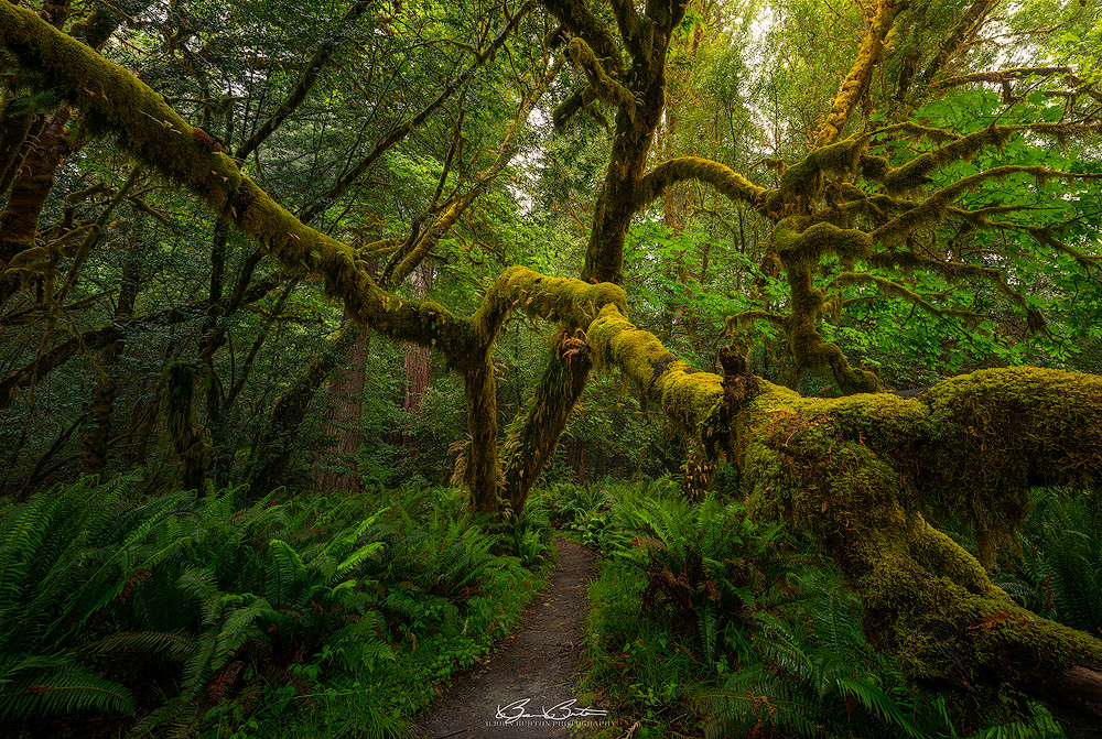 Mossy Grove Northern California www.bjornburton.photograp… Flickr