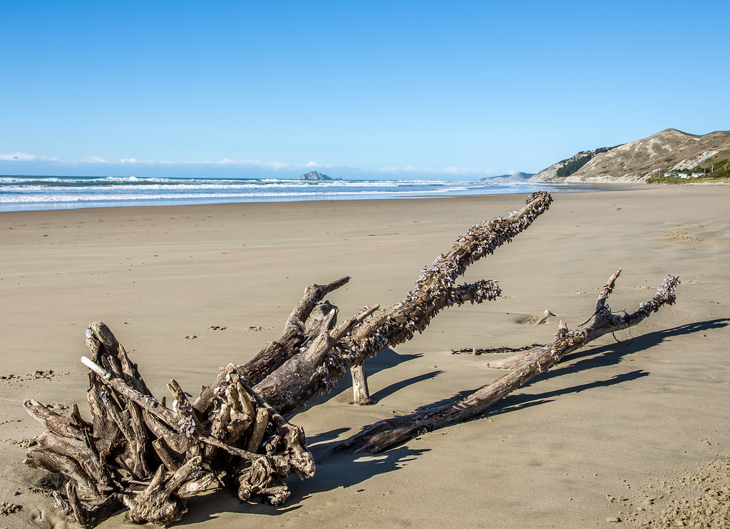 Driftwood Ocean Beach, Hawkes Bay, New Zealand. Steve Flickr