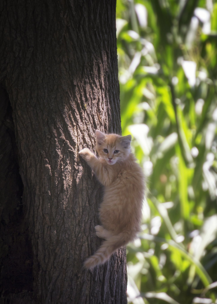 Kitten climbs a tree Near a cornfield in Illinois. lstarner (Lynn