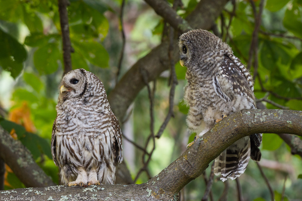Owls Of Bc Pictures