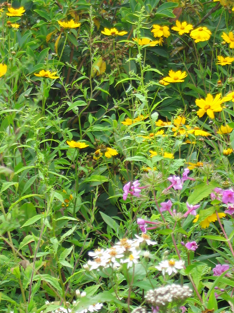 Mountain Wildflowers Roadside garden, NC mountains David Coward