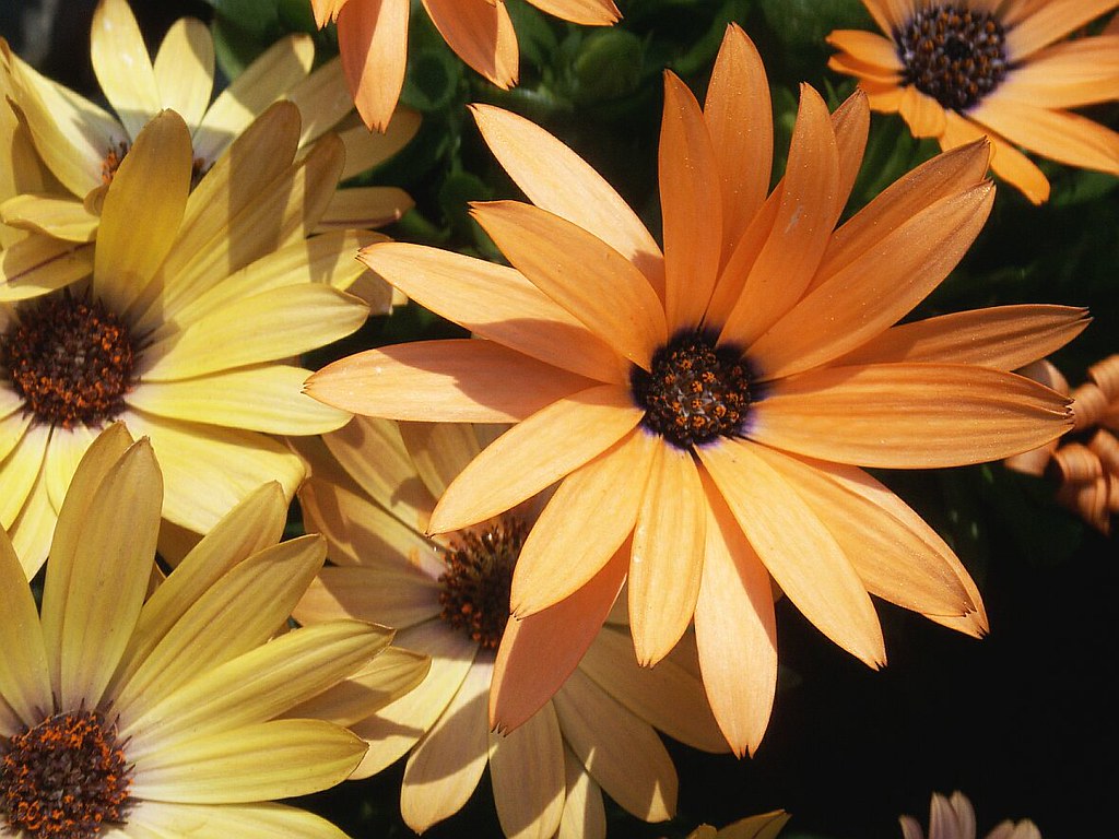 Yellow and Orange Daisies Scientific names Osteospermum '… Flickr