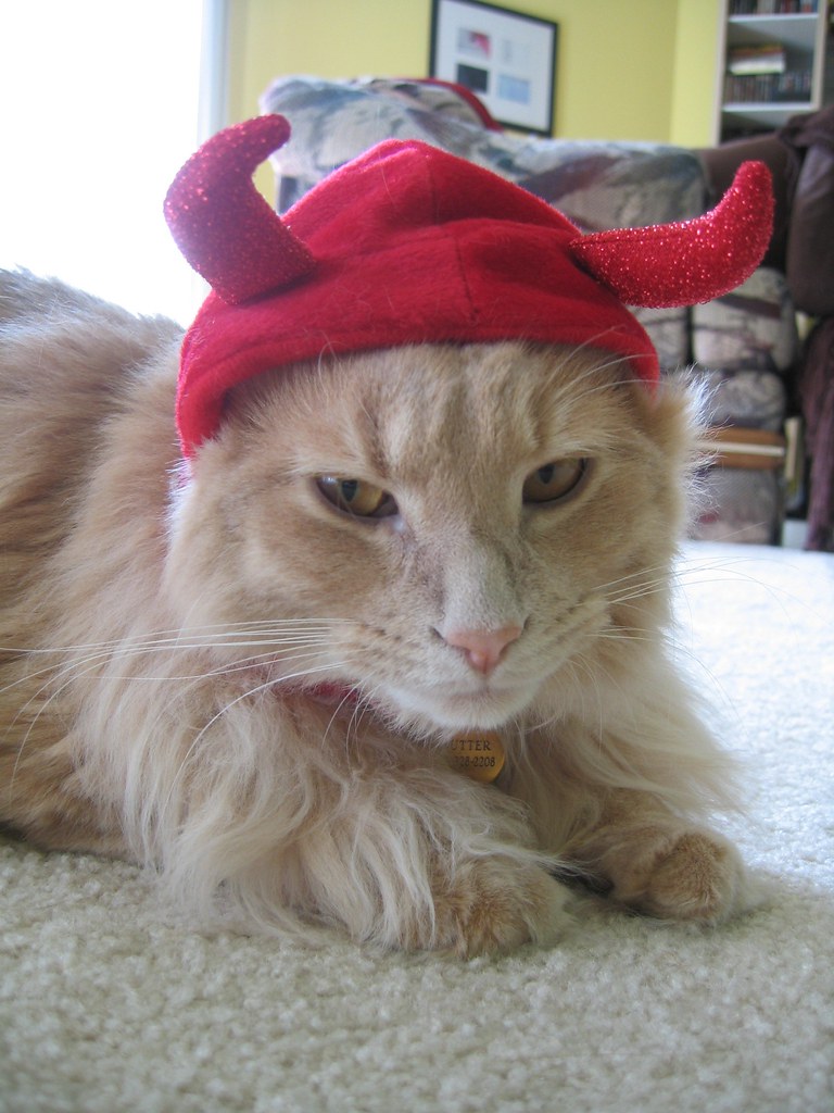 just a little TOed Petsmart had Halloween costumes for cat… Flickr