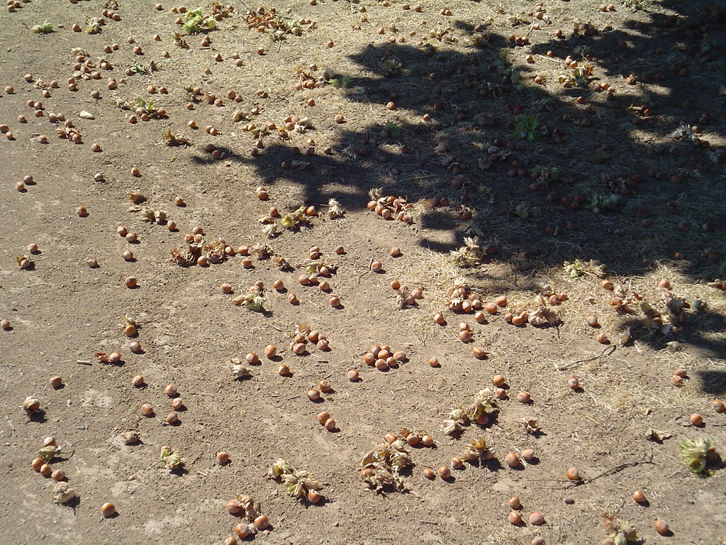 Oregon Filbert Nuts on the Ground Oregon grows a lot of fi… Flickr