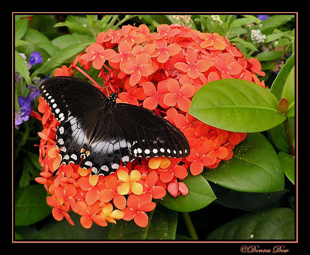 butterfly (8260070) Brookside Gardens, Wheaton, MD Donna G. Dow Flickr