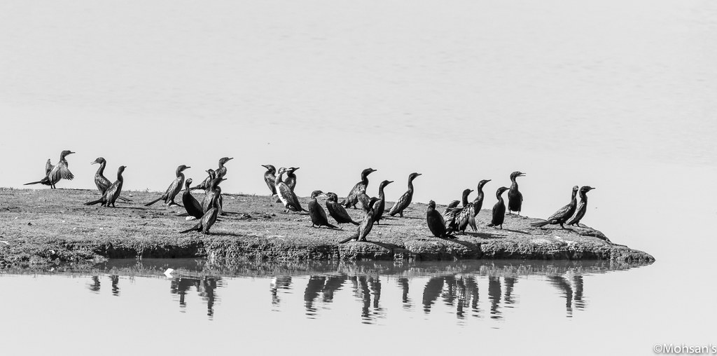 Little Cormorant Lake view park Mohsan Raza Flickr