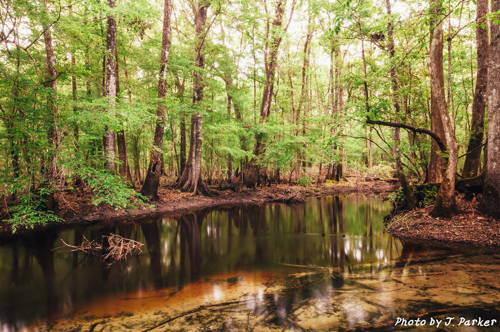 Horn Springs Meets The St. Marks River Jason Parker Flickr