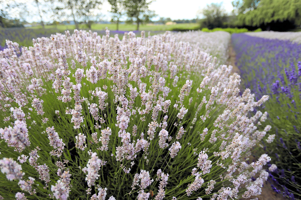 The Northern Coast's Lavender Fields Ellethwyn Flickr