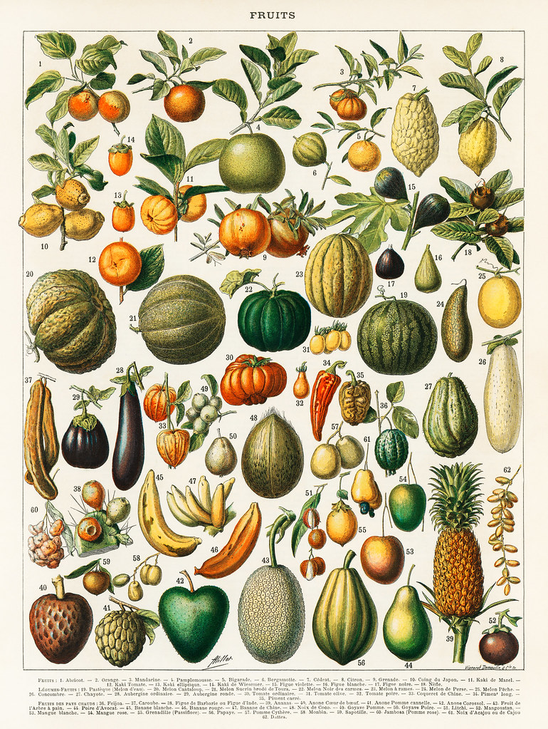 A vintage illustration of a wide variety of fruits and veg… Flickr