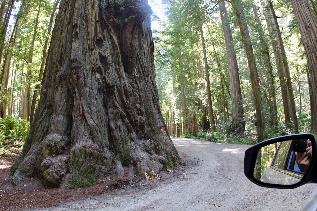 Around the base of Coast Redwood Howland Hill Road Jeded… Flickr