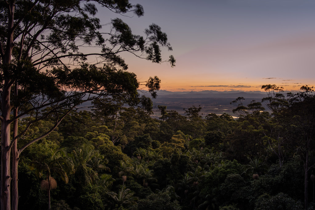 Queensland Mount Tamborine At dusk the rainforest unfold… Flickr