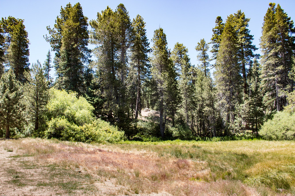 Big Bear July 2018 Hiking The Champion Lodgepole Pine Tr… Flickr