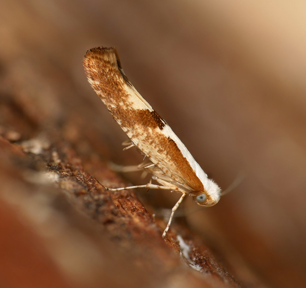 420_Cherry Fruit Moth Argyresthia pruniella.jpg_Kinver_130… Flickr