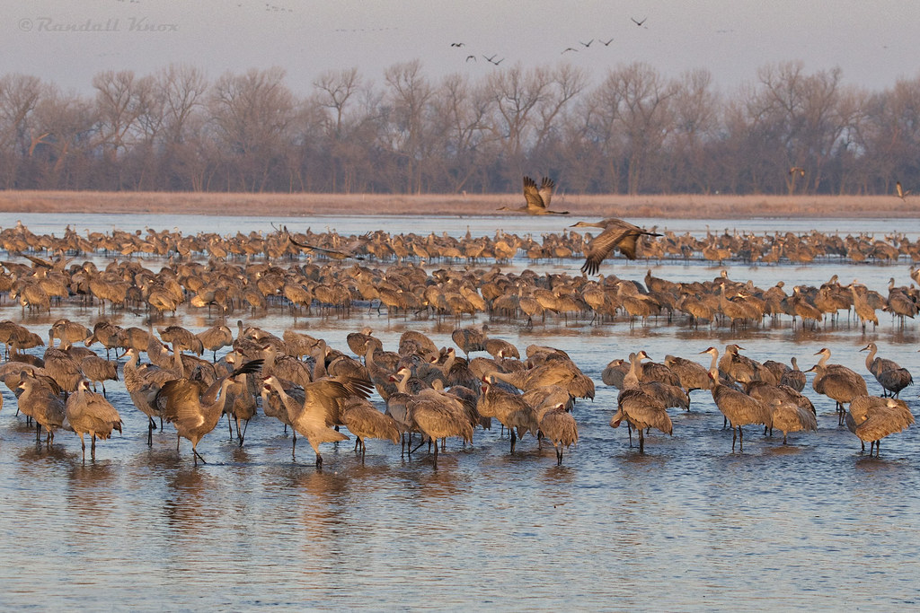 Sandhill Cranes on the Platt River, Wood River, Nebraska Flickr