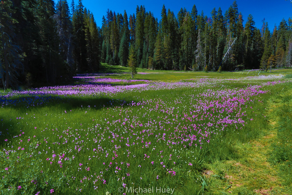 Wildflowers at Summit Meadow, Yosemite National Park Flickr