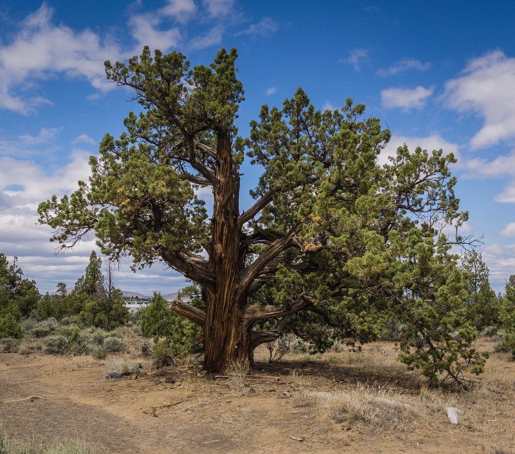 DSC02545 2018 Oregon Trip An Interesting tree in Redmond… Flickr
