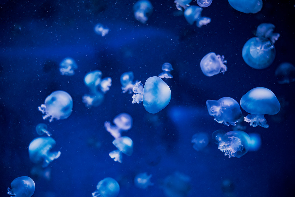 Cannonball Jellyfish (Stomolophus meleagris) of Enoshima Aquarium