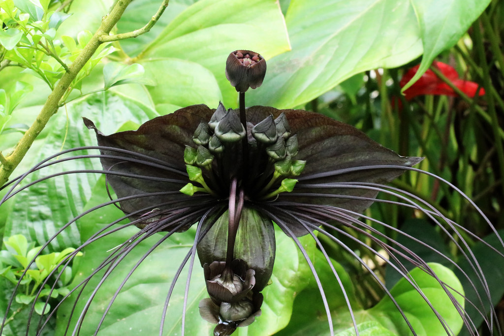Tacca chantrieri Bat Flower Southeast Asia Potted plants r… Flickr