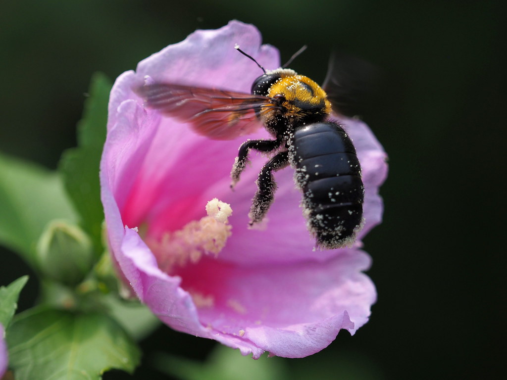 Japanese carpenter bee (クマバチ) Japanese carpenter bee (Xylo… Flickr