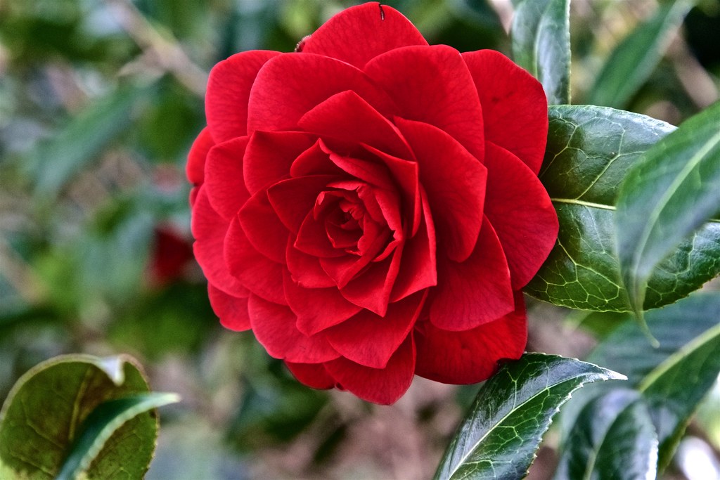 Lancashire Rose The Red Rose of Lancaster is the county fl… Flickr