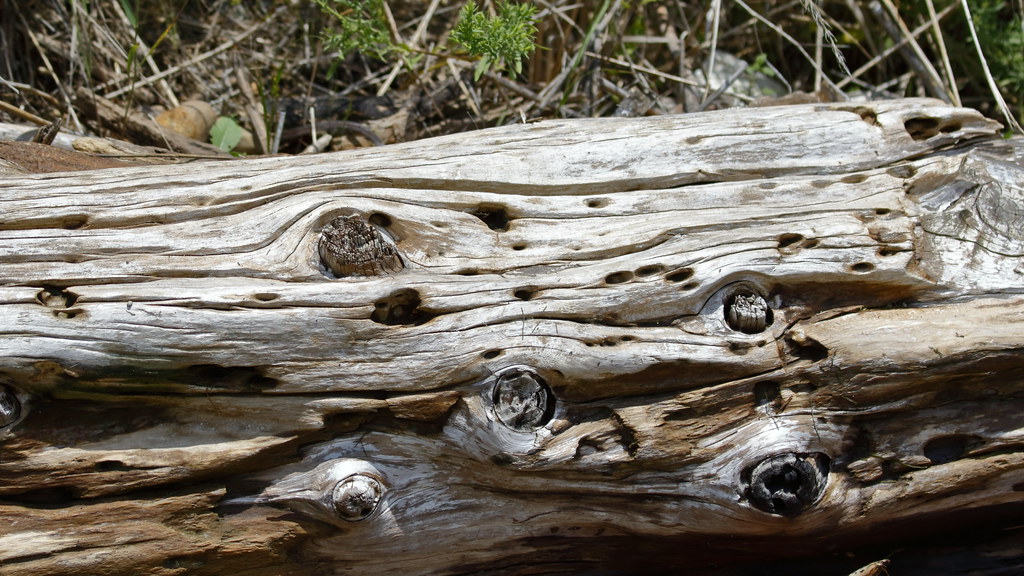 LB0A8355Driftwood logsSpringfield SD 070515 dpp Roger Flickr