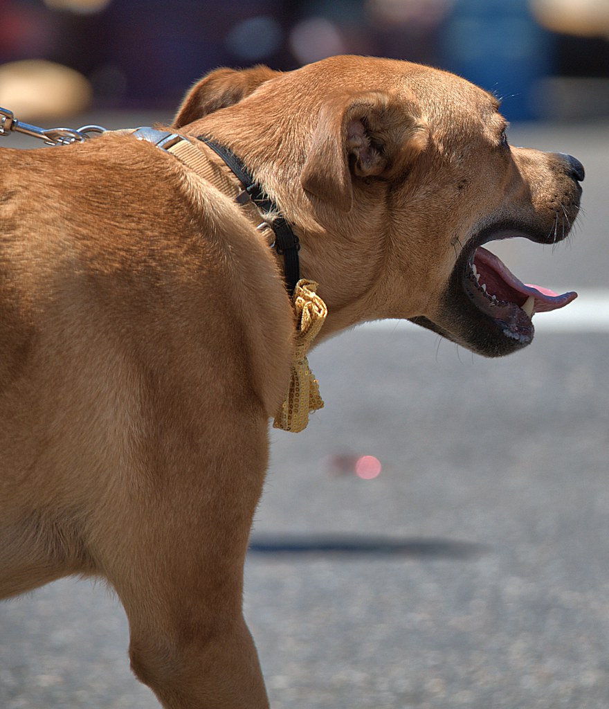 Dog Walk Hot Day Hot Dog . . . Scott 97006 Flickr
