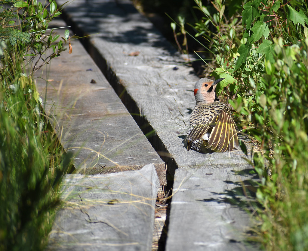 Northern Flicker Ponemah Bog, Amherst, NH Dakota Maxwell Flickr