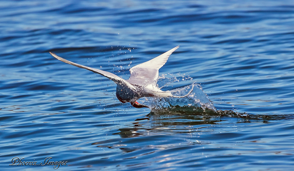 Arctic Turn Skimming and catching a fish , Farne islands Flickr