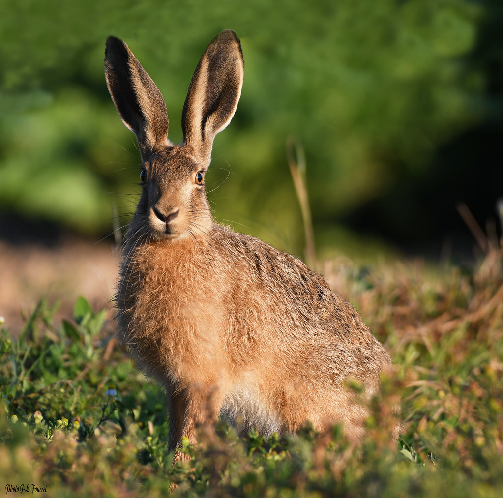Lièvre dEurope ( Lepus europaeus) Le Lièvre dEurope ou