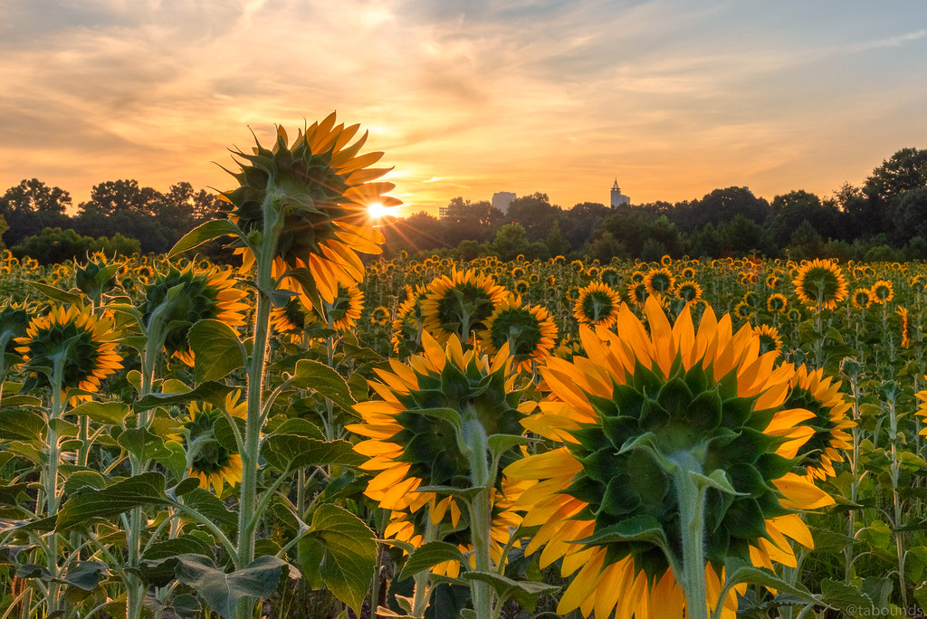 Raleigh Sunflowers 2018 TBA_7062 Tim Bounds Flickr