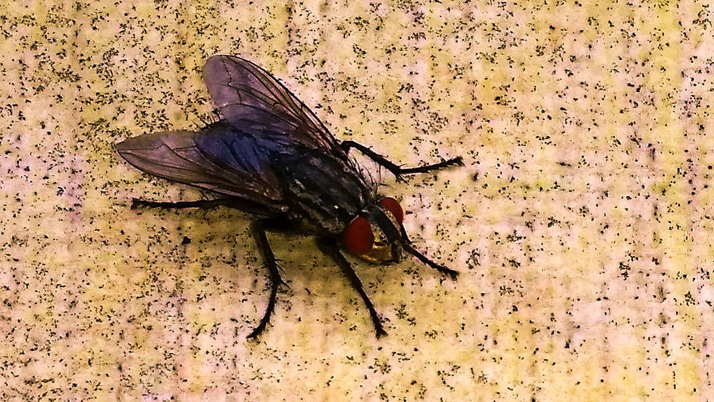 Flesh Fly Zoomed In molnartamas86 Flickr