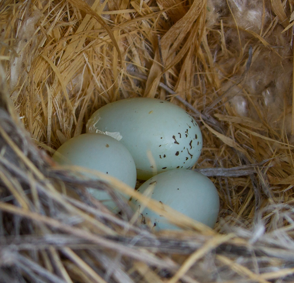 House Finch eggs (near Jemez River, NM, U.S.) catchabrick Flickr
