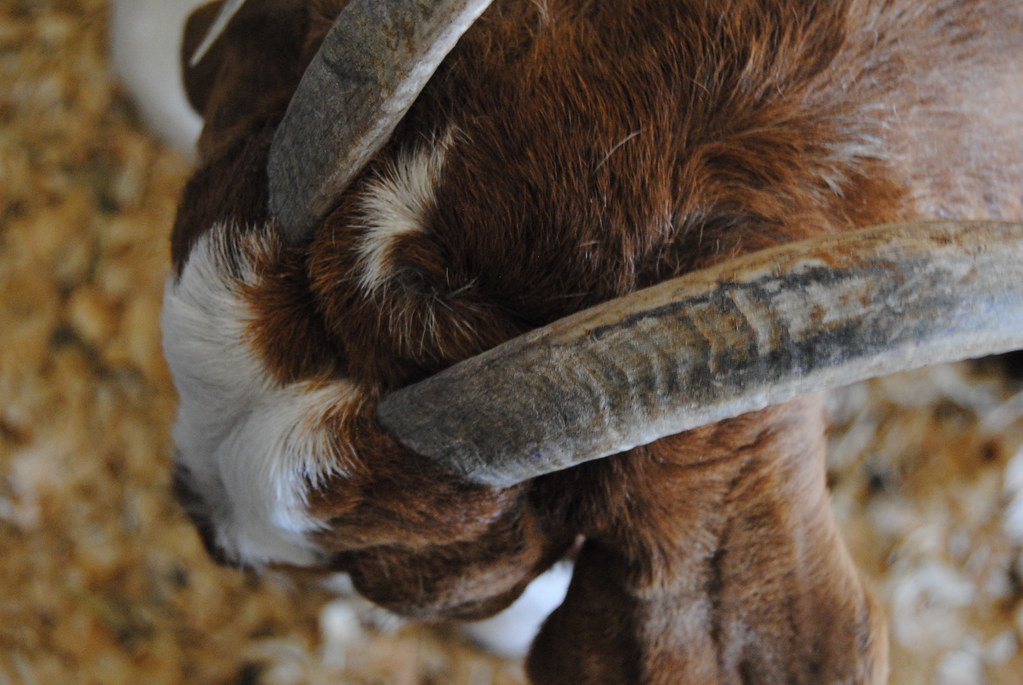 wakefieldallison_78479_5738135_AW_0121 Goat horns KState Research