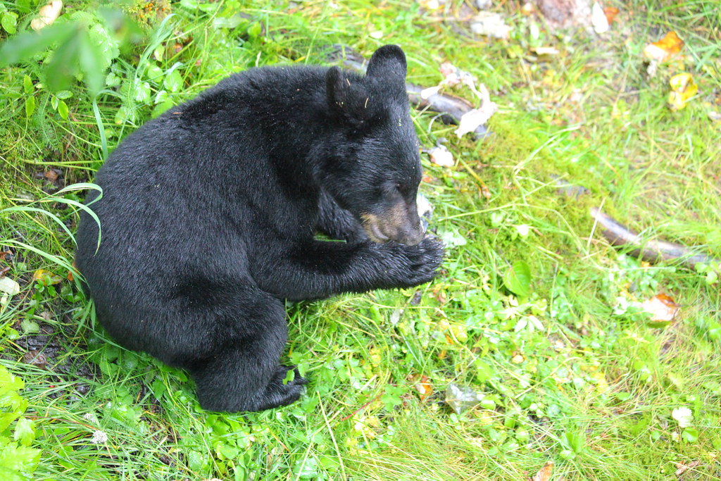 IMG_4120 Black bears at Mendenhall Glacier Juneau, Alaska … Flickr