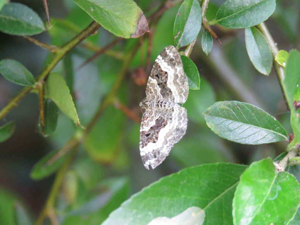 Garden Carpet Moth Mark Sargeant Flickr