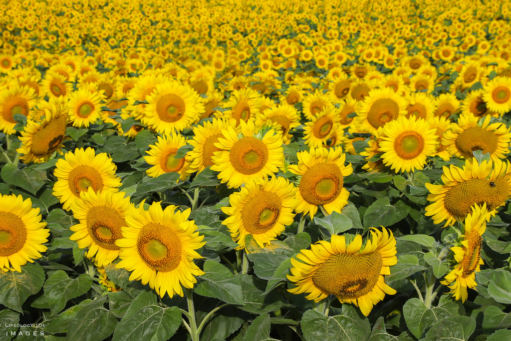 Sunflower Fields Ontario Sunflower Fields Caledon Davis … Flickr