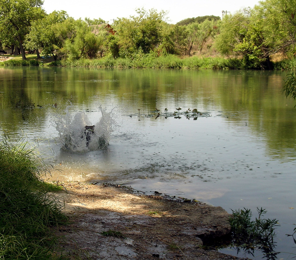 Sonny jumping into Spring Creek in Mertzon Alison Chains Flickr