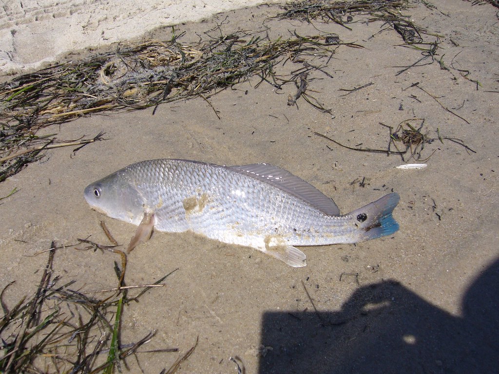 P1000022 Puppy drum (Redfish) Jason Tan Flickr