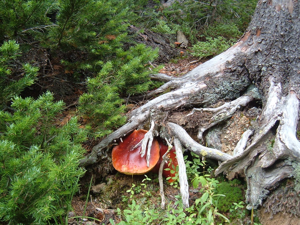 Roots Huge mushrooms growing under dead roots of a stump..… Flickr