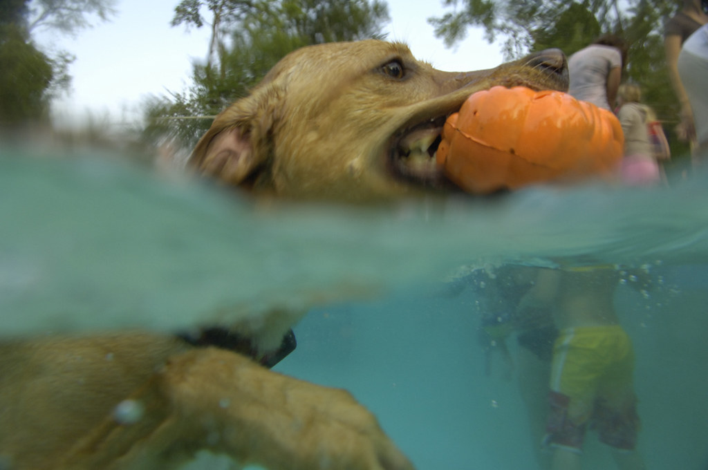 Dog Swim 07 Wiltondale Pool Doggie Swim Sept. 19, 2006 Pho… Flickr