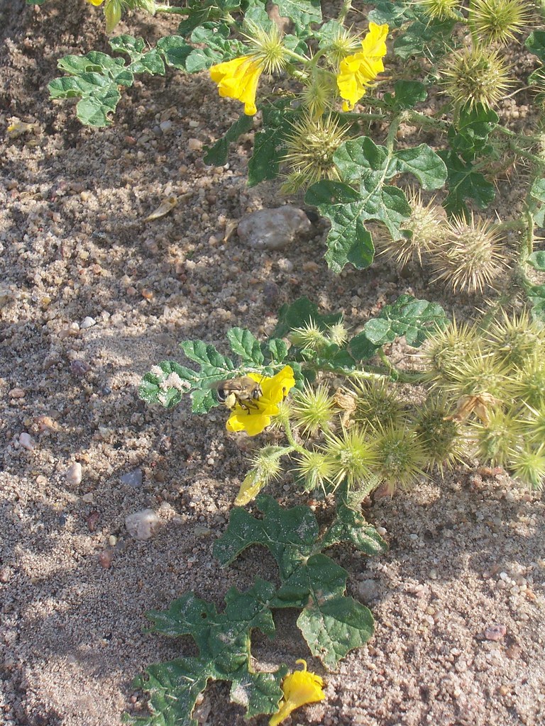 Sand Burrs Jeri Sparks Flickr