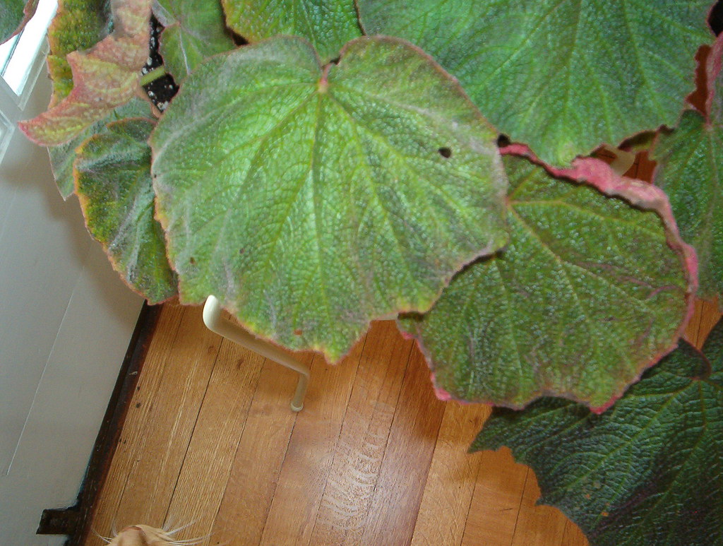 mystery holes in begonia leaf MargoRed Flickr