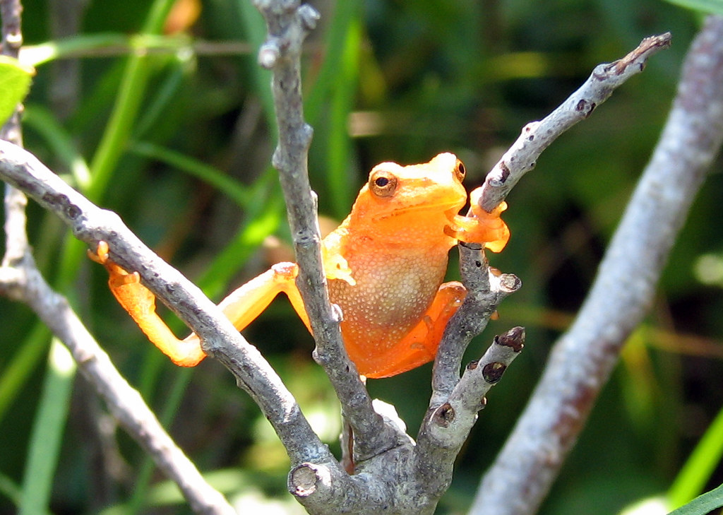 frog of the day I scared a frog out of the shrubs and it p… Flickr