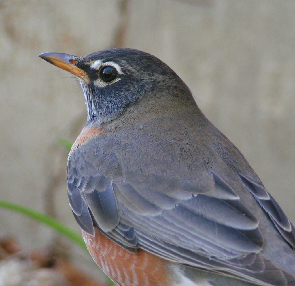 Hoppin' and aboppin' and singing his song Best viewed lar… Flickr