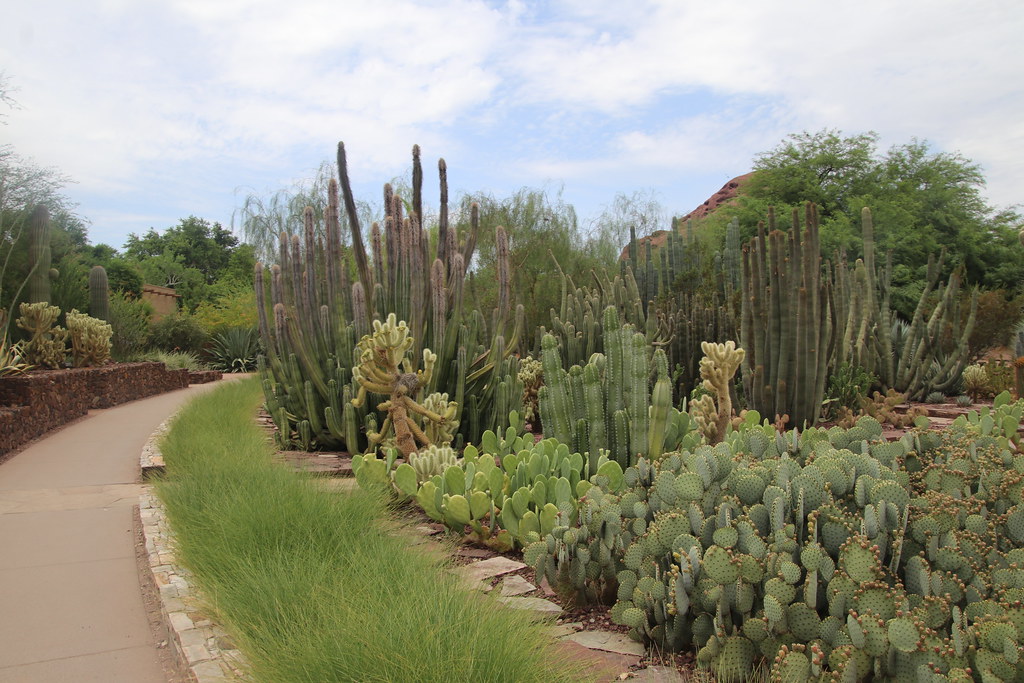 Pictures from my Visits to the Desert Botanical Gardens (Pâ€¦ Flickr