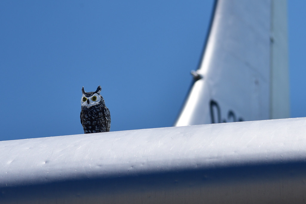 Fake Owl, Real Stratofreighter a photo on Flickriver