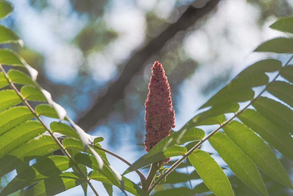 987 Kirkwood Gardens in Holderness, NH K2parn Photography Flickr