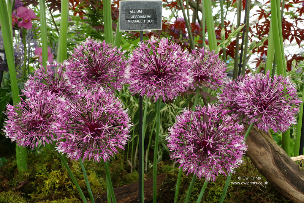 Chelsea Flower Show 2018. Jacques Amand International. Flickr