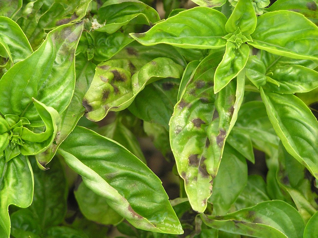 Sweet basil Pseudocercospora leaf spot Host Ocimum basil… Flickr
