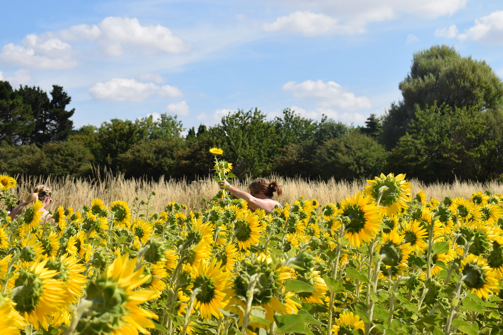 Sunflowers Northney, Hayling Island Graham Tiller Flickr